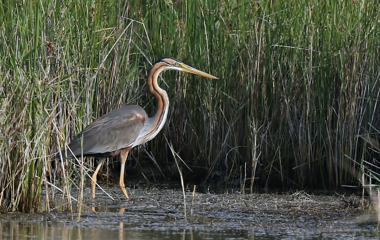 Purple Heron